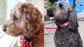 Kitimat Dog Mayor candidates Gus, left, and Koko, will be on the ballot this October. (kitimat.ca)