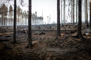 Blick auf ein abgebranntes Waldstück auf der Saalfelder Höhe in Thüringen