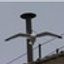 SistineSeagull